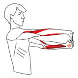 Inner elbow forearm stretch