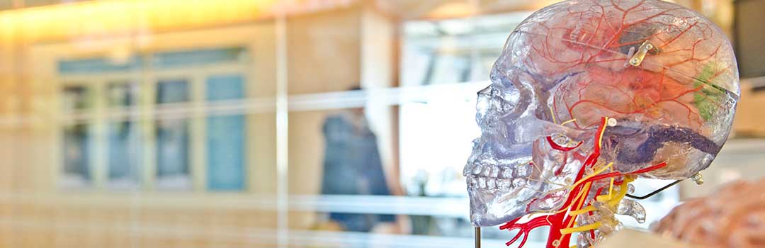 Statue of head / brain