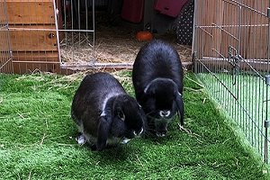 Rabbit Remedy - Publications - Introduction