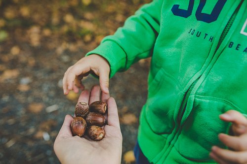 Hand holding acorns and child in green top reaching to hold them