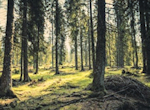 I can go into the woods with Mummy and Daddy I can go into the woods with Mummy and Daddy