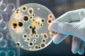 Microbiology Microbiology