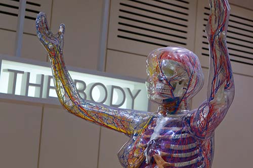 Body statue