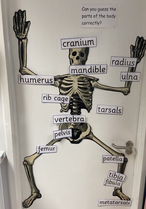 Human skeleton with labels