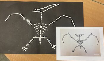 Funnybones bird art display