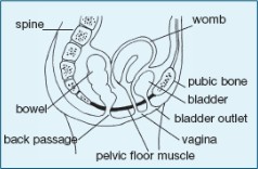 Pelvic floor - anatomy diagram
