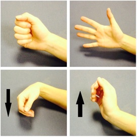 Hand and wrist images