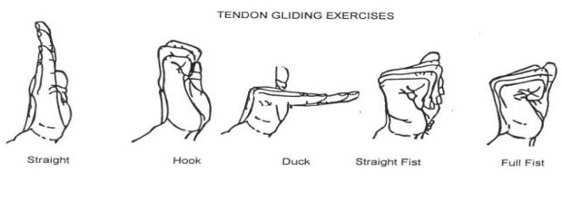Tendon gliding exercises