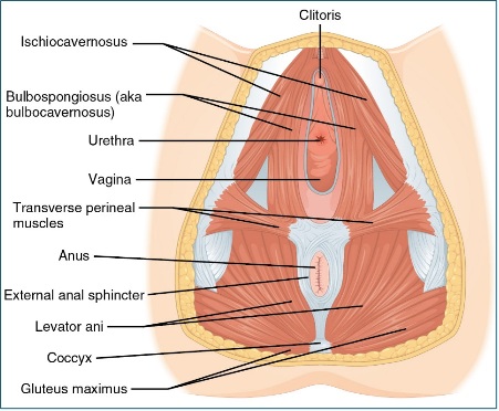 Diagram - anatomy of the female perineum