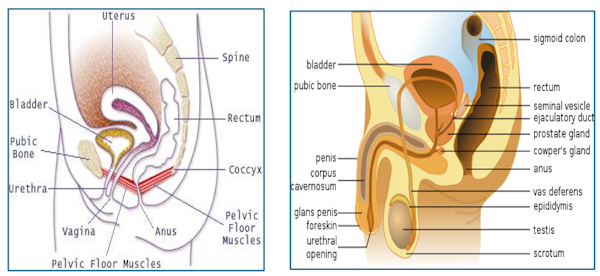 Female Bladder and Male Bladder Female Bladder and Male Bladder