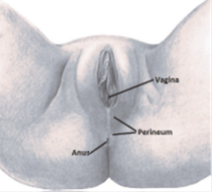 Perineum image Perineum image