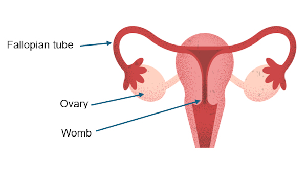 Womb Diagram