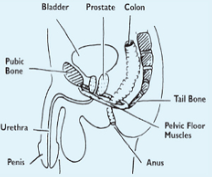 Male pelvic floor diagram