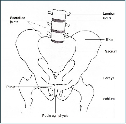 Lumbar and pelvic anatomy