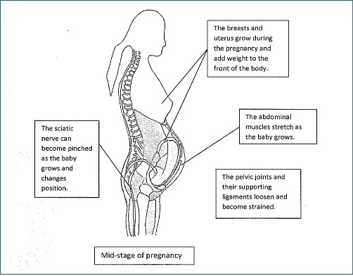Mid-stage of pregnancy