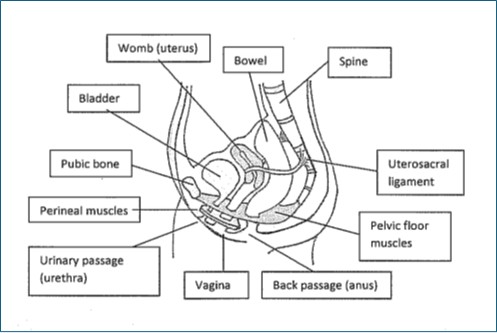 Diagram - anatomy of the pelvis
