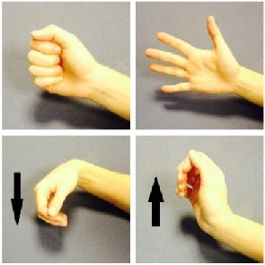 Images demonstrating hand and wrist exercises