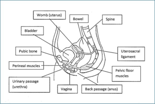 Pelvic floor exercises - anatomy diagram