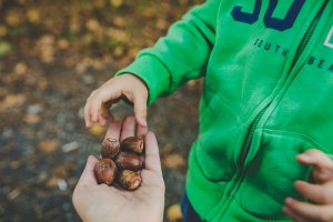 Hand holding acorns and child in green top reaching to hold them Hand holding acorns and child in green top reaching to hold them