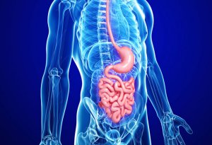 Gastroenterology Gastroenterology