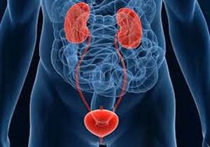 Urology Urology